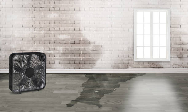 Best Basement water damage restoration  in Alpine, NJ